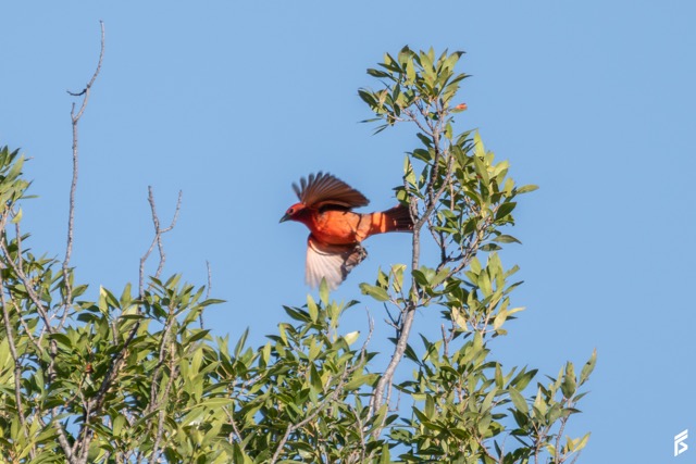 Fueguero (Piranga flava), fotografiada por Félix Santiago