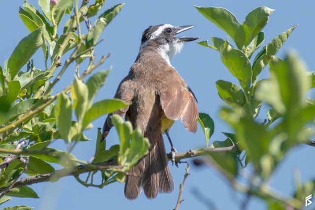 Benteveo (Pitangus sulphuratus), fotografiada por Félix Santiago