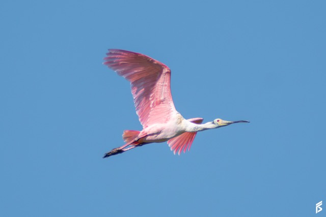 Espátula Rosada (Platalea ajaja), fotografiada por Félix Santiago