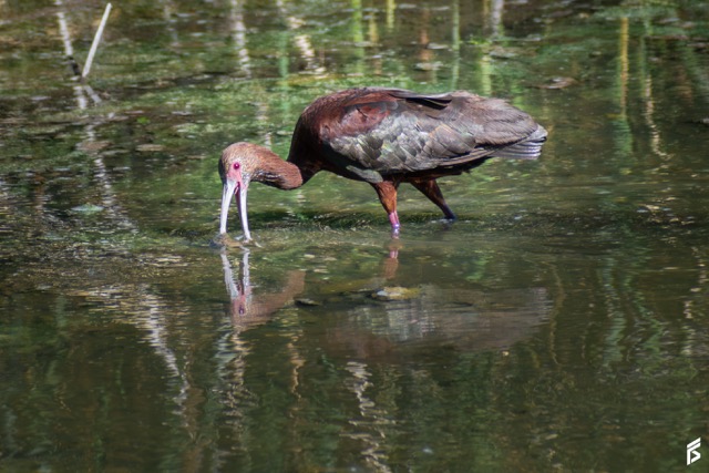 Cuervillo de Cañada (Plegadis chihi), fotografiada por Félix Santiago