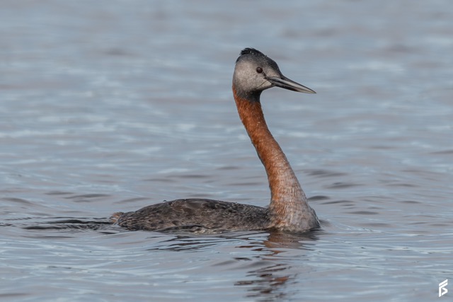 Macá Grande (Podiceps major), fotografiada por Félix Santiago