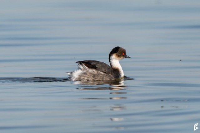 Macá Plateado (Podiceps occipitalis), fotografiada por Félix Santiago