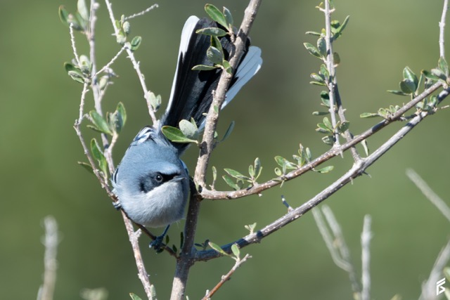 Tacuarita Azul (Polioptila dumicola), fotografiada por Félix Santiago