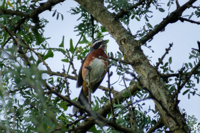 Sietevestidos Serrano (Poospiza whitii), fotografiada por Félix Santiago