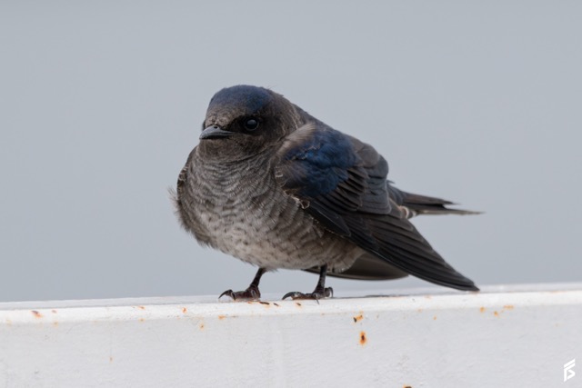 Golondrina Negra (Progne elegans), fotografiada por Félix Santiago