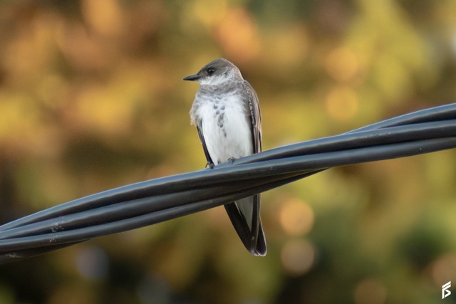 Golondrina Parda (Progne tapera), fotografiada por Félix Santiago