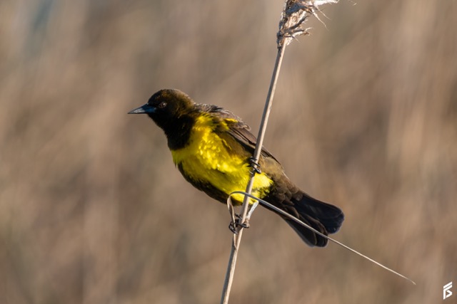 Pecho Amarillo (Pseudoleistes virescens), fotografiada por Félix Santiago