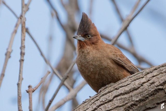 Cacholote Castaño (Pseudoseisura lophotes), fotografiada por Félix Santiago