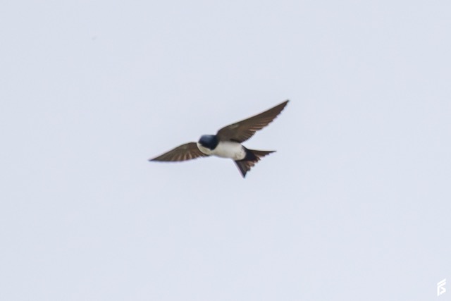Golondrina Barranquera (Pygochelidon cyanoleuca), fotografiada por Félix Santiago