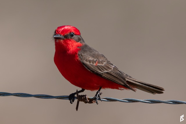 Churrinche (Pyrocephalus rubinus), fotografiada por Félix Santiago