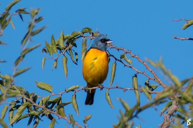 Naranjero (Rauenia bonariensis), fotografiada por Félix Santiago