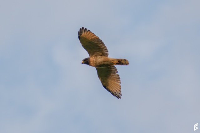 Taguató (Rupornis magnirostris), fotografiada por Félix Santiago