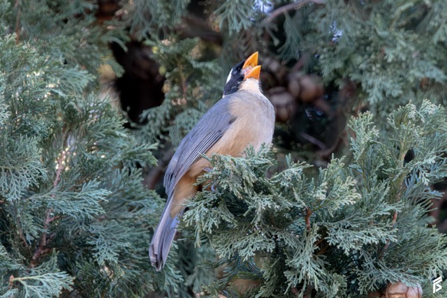 Pepitero de Collar (Saltator aurantiirostris), fotografiada por Félix Santiago