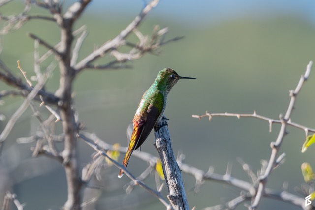 Picaflor Cometa (Sappho sparganurus), fotografiada por Félix Santiago
