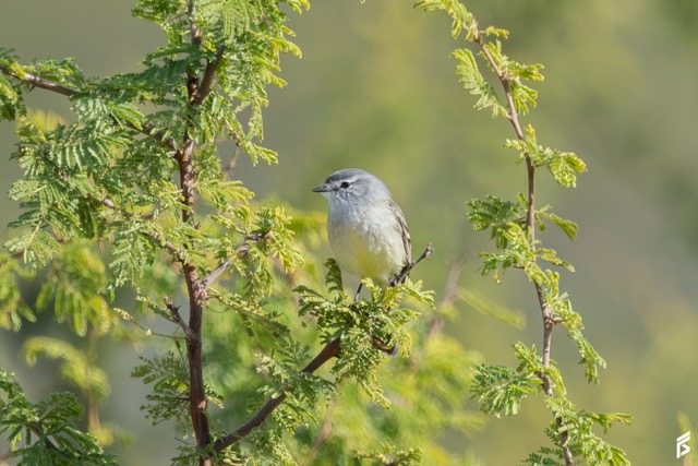 Piojito Trinador (Serpophaga griseicapilla), fotografiada por Félix Santiago
