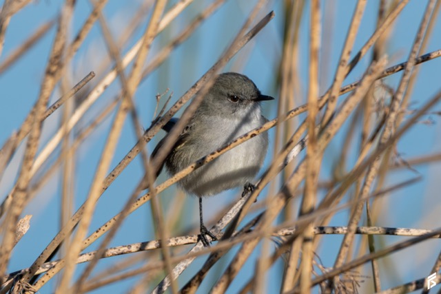Piojito Gris (Serpophaga nigricans), fotografiada por Félix Santiago