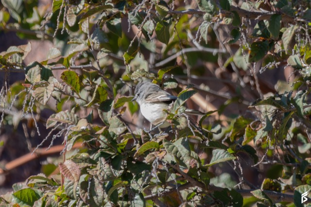 Piojito Tiquitiqui (Serpophaga subcristata), fotografiada por Félix Santiago