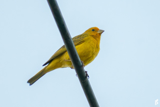 Jilguero Dorado (Sicalis flaveola), fotografiada por Félix Santiago