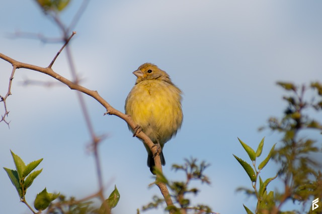 Misto (Sicalis luteola), fotografiada por Félix Santiago en Argentina