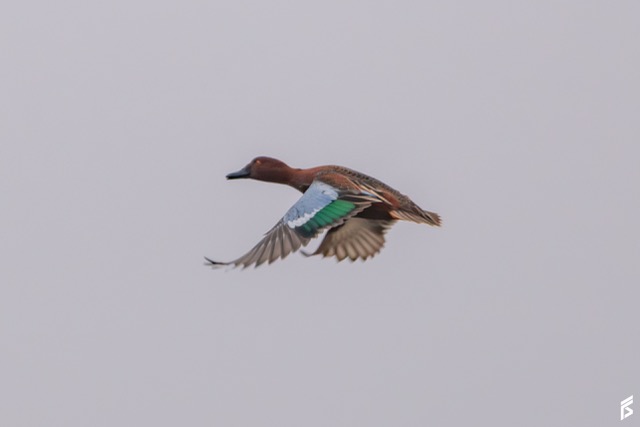 Pato Colorado (Spatula cyanoptera), fotografiada por Félix Santiago