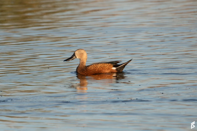 Pato Cuchara (Spatula platalea), fotografiada por Félix Santiago