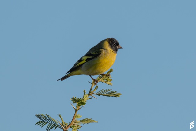 Cabecitanegra (Spinus magellanicus), fotografiada por Félix Santiago