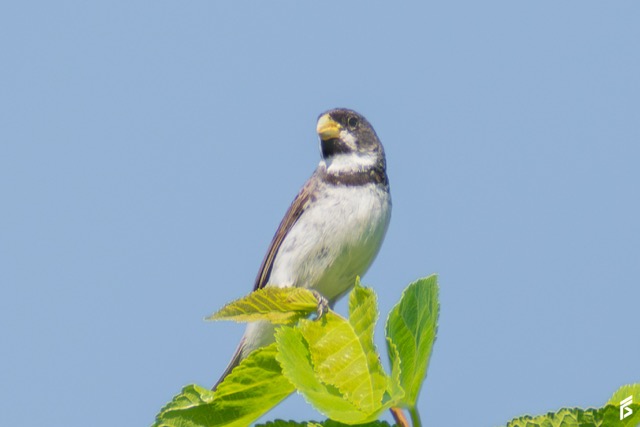 Corbatita (Sporophila caerulescens), fotografiada por Félix Santiago