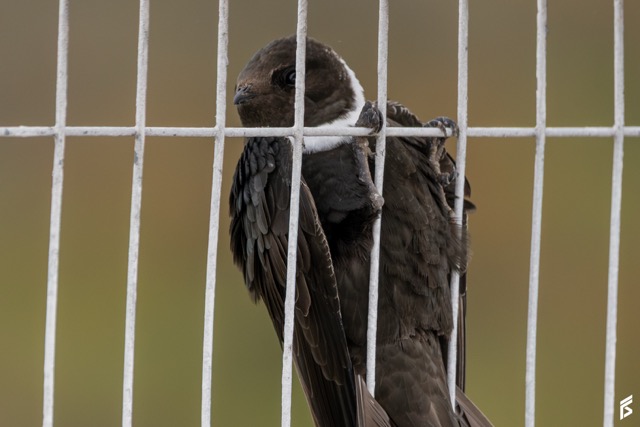 Vencejo de Collar (Streptoprocne zonaris), fotografiada por Félix Santiago