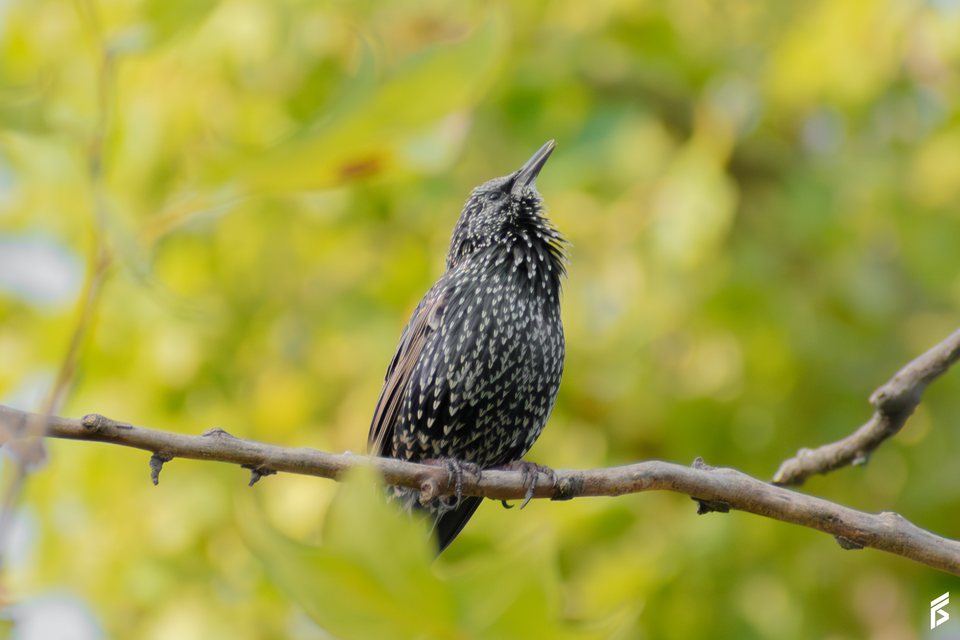 Estornino Pinto (Sturnus vulgaris), fotografiada por Félix Santiago