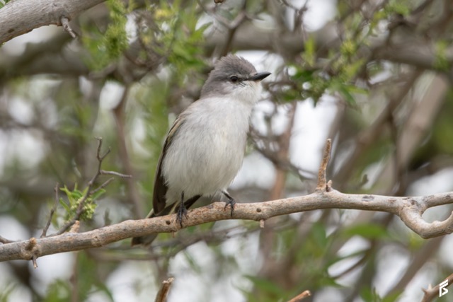 Suirirí Gris (Suiriri suiriri), fotografiada por Félix Santiago