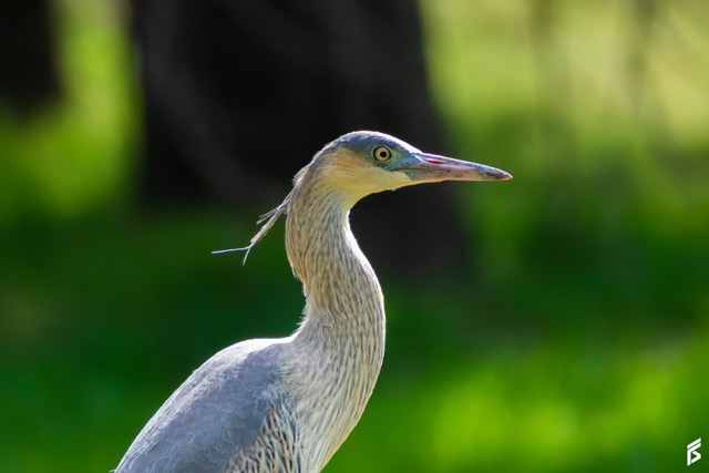 Chiflón (Syrigma sibilatrix), fotografiada por Félix Santiago