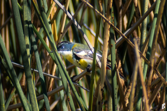 Tachurí Sietecolores (Tachuris rubrigastra), fotografiada por Félix Santiago