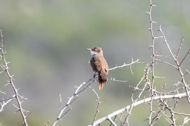 Bandurrita Chaqueña (Tarphonomus certhioides), fotografiada por Félix Santiago