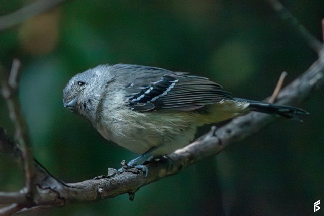 Choca Corona Negruzca (Thamnophilus caerulescens), fotografiada por Félix Santiago