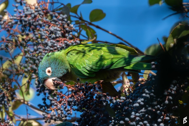 Calancate Cabeza Azul (Thectocercus acuticaudatus), fotografiada por Félix Santiago
