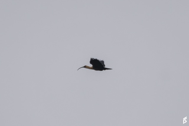 Bandurria Boreal (Theristicus caudatus), fotografiada por Félix Santiago