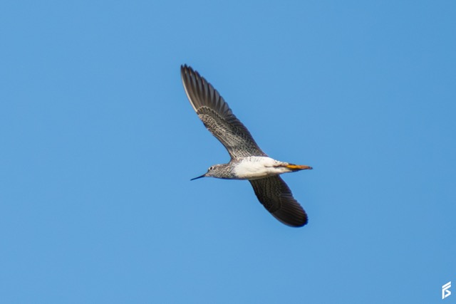 Pitotoy Chico (Tringa flavipes), fotografiada por Félix Santiago