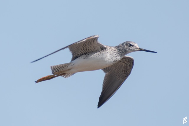 Pitotoy Grande (Tringa melanoleuca), fotografiada por Félix Santiago