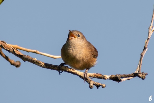 Ratona (Troglodytes musculus), fotografiada por Félix Santiago
