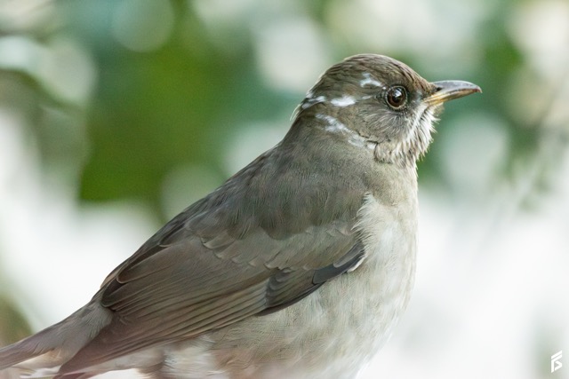 Zorzal Chalchalero (Turdus amaurochalinus), fotografiada por Félix Santiago