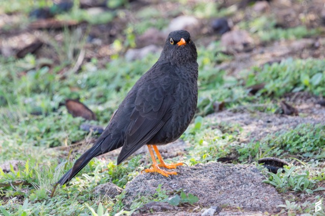 Zorzal Chiguanco (Turdus chiguanco), fotografiada por Félix Santiago