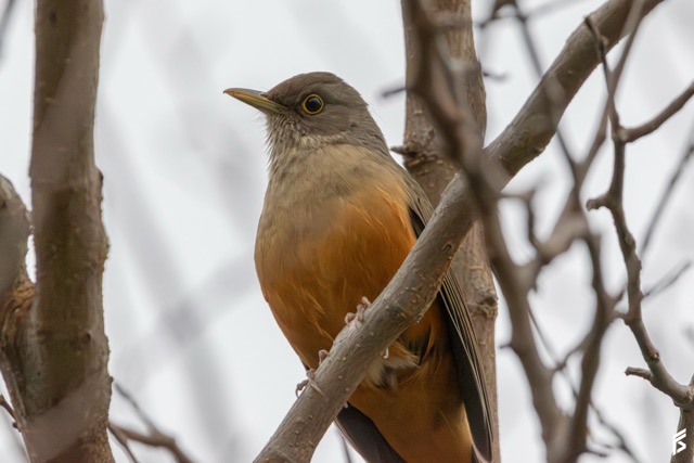 Zorzal Colorado (Turdus rufiventris), fotografiada por Félix Santiago