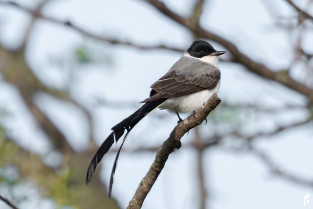 Tijereta (Tyrannus savana), fotografiada por Félix Santiago
