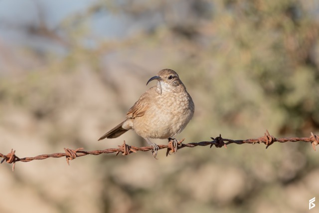 Bandurrita Esteparia (Upucerthia dumetaria), fotografiada por Félix Santiago