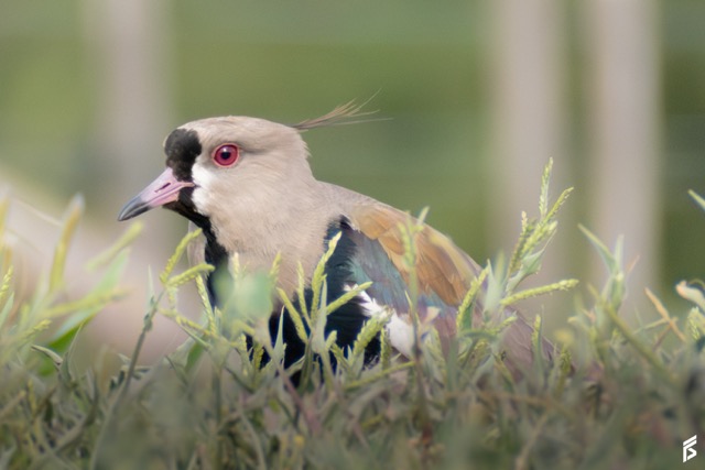 Tero (Vanellus chilensis), fotografiada por Félix Santiago en Argentina