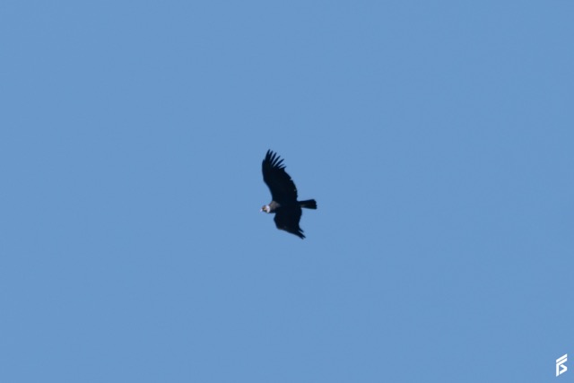 Cóndor Andino (Vultur gryphus), fotografiada por Félix Santiago