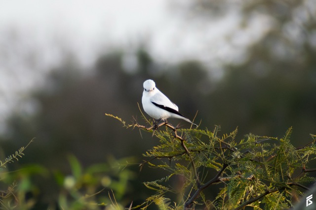 Monjita Blanca (Xolmis irupero), fotografiada por Félix Santiago