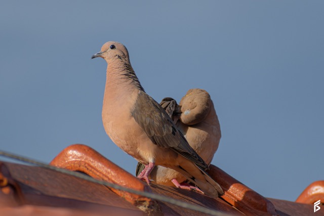 Torcaza (Zenaida auriculata), fotografiada por Félix Santiago