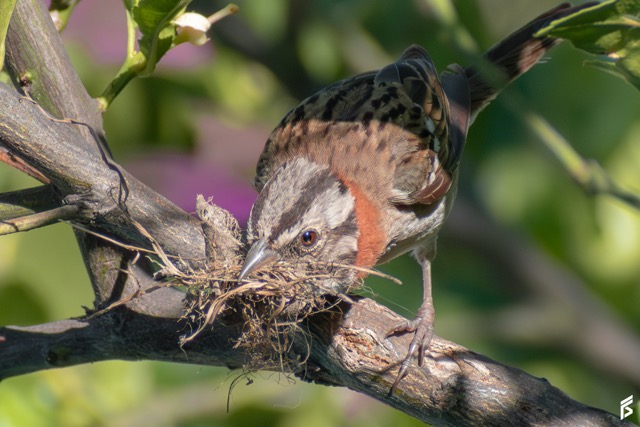 Chingolo (Zonotrichia capensis), fotografiada por Félix Santiago